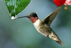 Humans a like hummingbirds. Their collaboration is the Key.